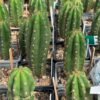 Tr. peruvianus 'Zorro' x Tr. pachanoi 'Megalodon DBA' | Cactocereus UK t/a Trichocereus UK
