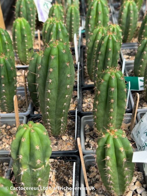 Tr. peruvianus 'Zorro' x Tr. pachanoi 'Megalodon DBA' | Cactocereus UK t/a Trichocereus UK