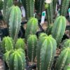 Tr. scopulicola x OP 10cm+ Seedlings | Cactocereus UK t/a Trichocereus UK