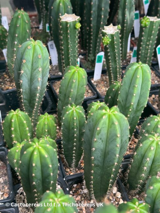 Tr. scopulicola x OP 10cm+ Seedlings | Cactocereus UK t/a Trichocereus UK