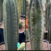 Tr. scopulicola x Tr. peruvianus 'Matucana' Seeds | Cactocereus UK t/a Trichocereus UK