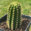 Trichocereus hybrid "Sun Goddess" Clone - Rooted Pups | Cactocereus UK t/a Trichocereus UK