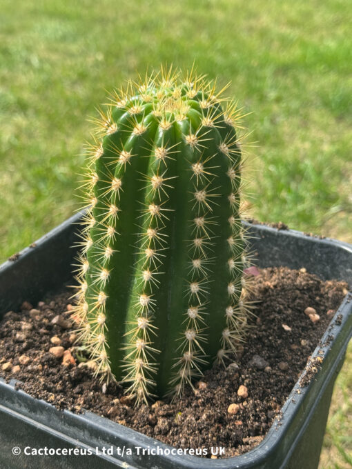 Trichocereus hybrid "Sun Goddess" Clone - Rooted Pups | Cactocereus UK t/a Trichocereus UK