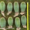 Trichocereus hybrid "Sun Goddess" Clone - UK First | Cactocereus UK t/a Trichocereus UK