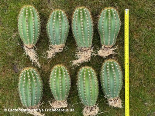Trichocereus hybrid "Sun Goddess" Clone - UK First | Cactocereus UK t/a Trichocereus UK