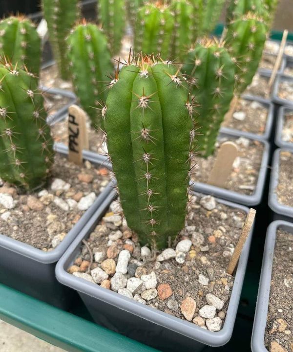 Trichocereus pachanoi – San Pedro Cactus – Seedlings