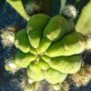 Trichocereus pachanoi - San Pedro Cactus - Seedlings | Cactocereus UK t/a Trichocereus UK