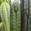 Trichocereus pachanoi (San Pedro) x OP - NZ pachanoi Seeds | Cactocereus UK t/a Trichocereus UK