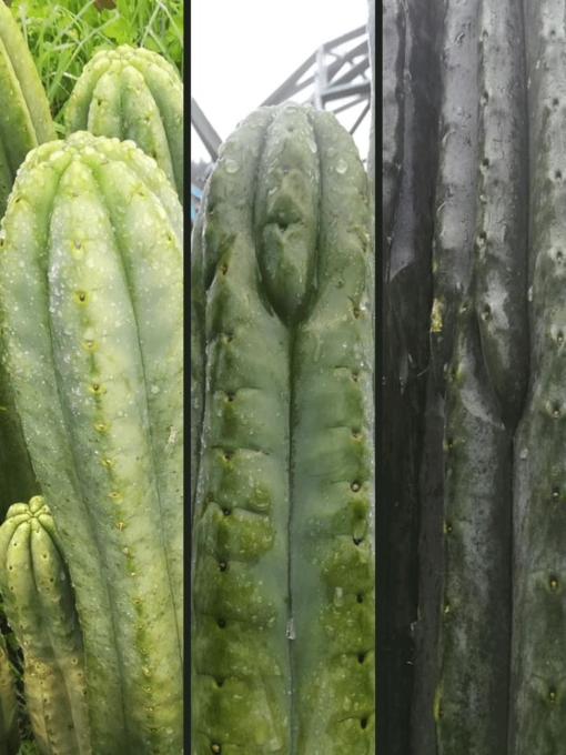 Trichocereus pachanoi (San Pedro) x OP - NZ pachanoi Seeds | Cactocereus UK t/a Trichocereus UK