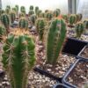 Trichocereus peruvianus - Peruvian Torch - Seedlings | Cactocereus UK t/a Trichocereus UK