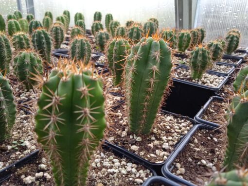 Trichocereus peruvianus - Peruvian Torch - Seedlings | Cactocereus UK t/a Trichocereus UK