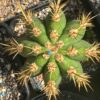 Trichocereus terscheckii Seeds | Cactocereus UK t/a Trichocereus UK