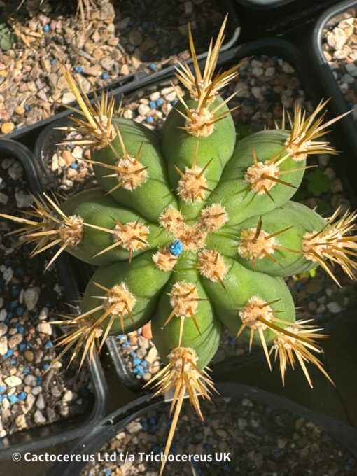 Trichocereus terscheckii Seeds | Cactocereus UK t/a Trichocereus UK