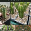 TrichoTreasure - Trichocereus Seedling Bundles | Cactocereus UK t/a Trichocereus UK