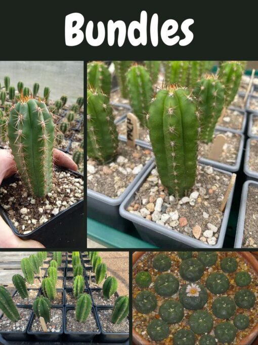 TrichoTreasure - Trichocereus Seedling Bundles | Cactocereus UK t/a Trichocereus UK
