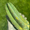 Variegated Tr. peruvianus Short Spine | Cactocereus UK t/a Trichocereus UK