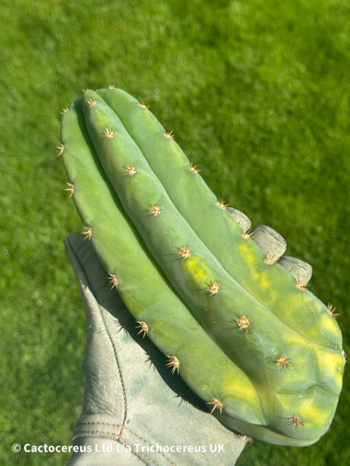 Variegated Tr. peruvianus Short Spine | Cactocereus UK t/a Trichocereus UK